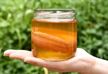 Чайный гриб